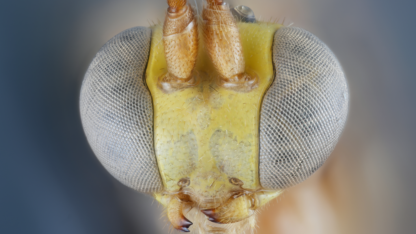 Tarkka edestä kuvattu lähikuva hyönteisen kasvoista, joka on Brachycyrtus politus -lajin edustaja.