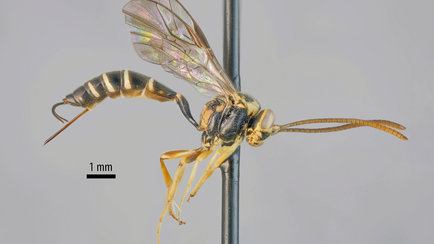 lähikuva sivusta päin kuvatusta pistiäisestä, jolla on pitkä ja ohut vartalo ja pitkät tuntosarvet