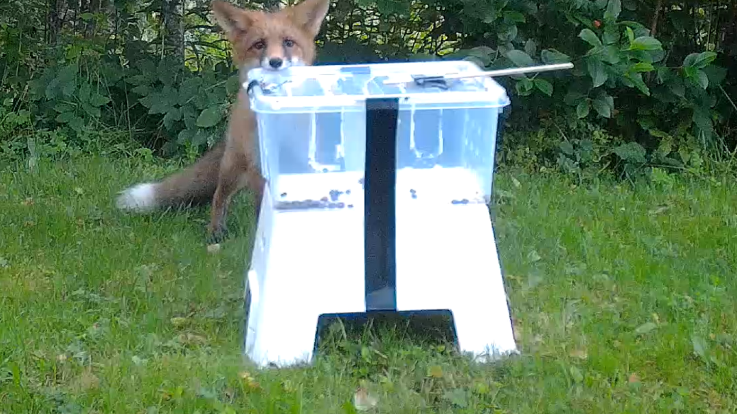 Kuvassa kettu tutkii isoa muovilaatikkoa, jonka sisään on laitettu eläinten ruokaa houkuttimeksi. Kettu on laatikon takana ja nuuhkii laatikon kantta. Riistakameralla otettu kuva.