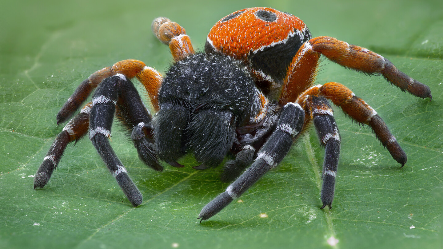 punamusta hämähäkki vihreällä lehdellä