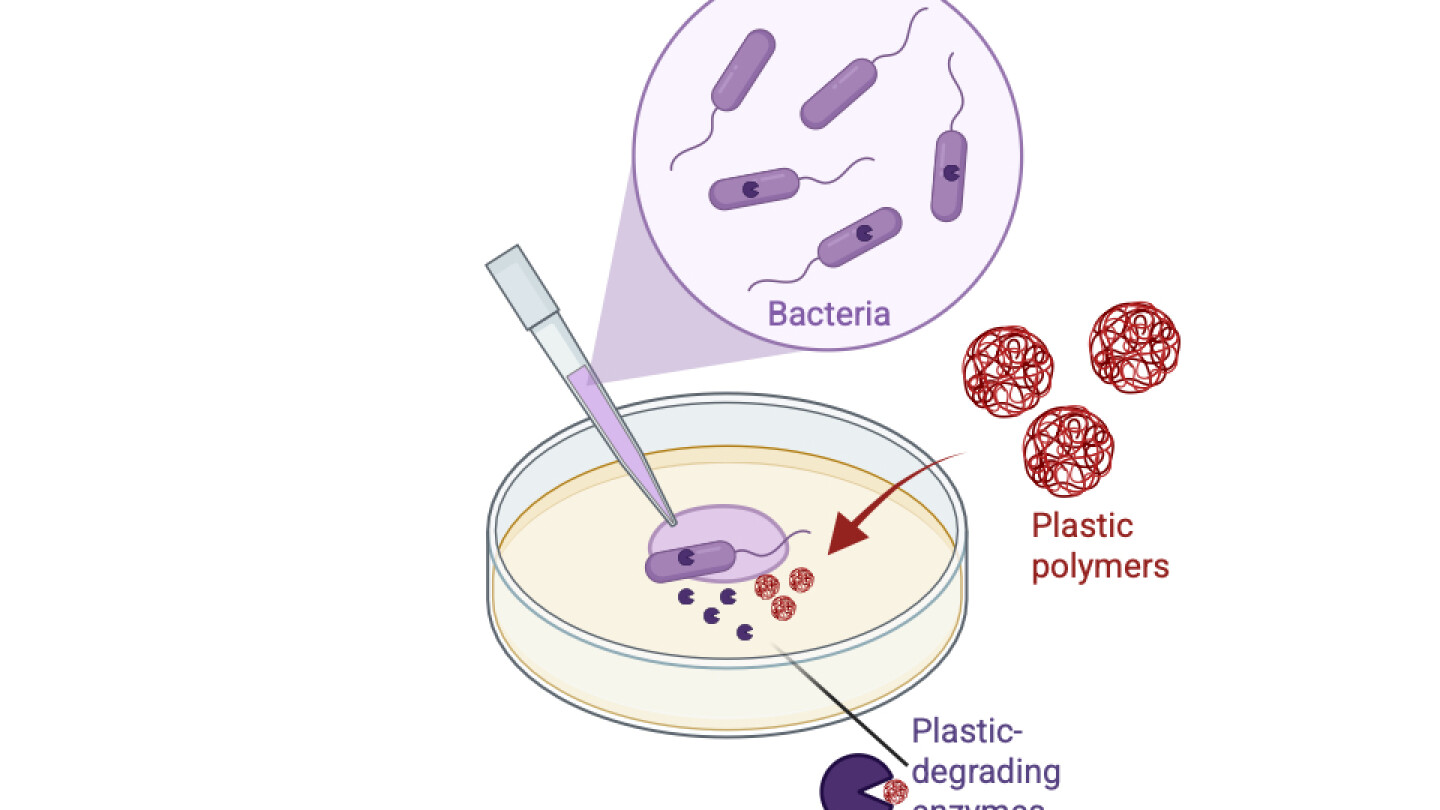 Piirretty kaaviokuva, jossa petrimaljassa bakteereista, jotka tuottavat muovipolymeeria hajottavaa entsyymiä.
