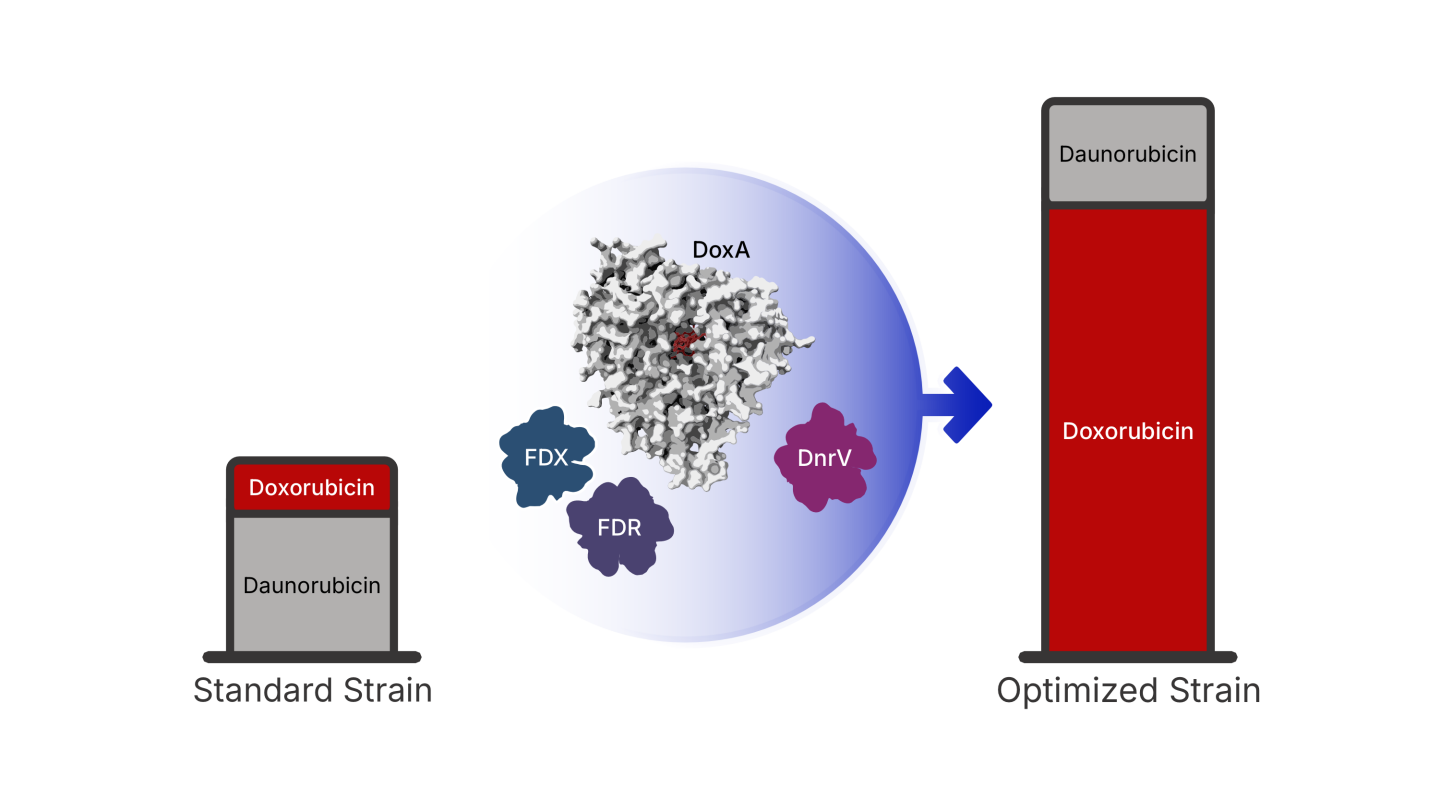 The image displays a diagram in three parts of how the new bacterial strain produces more doxorubicin.
