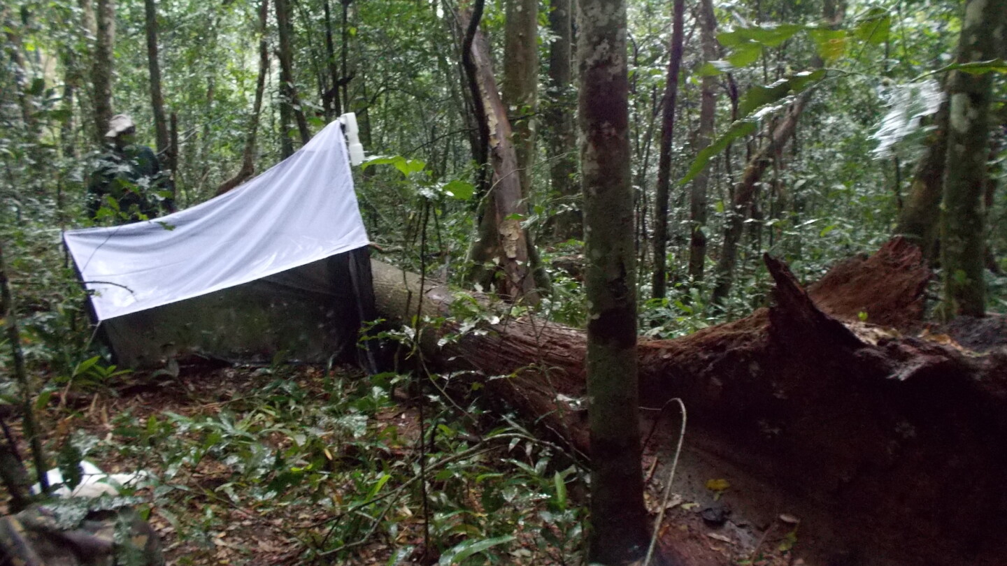 Tropical rain forest in Kibale National Park. The tent-like structure is a Malaise trap, which is used in entomological field research.