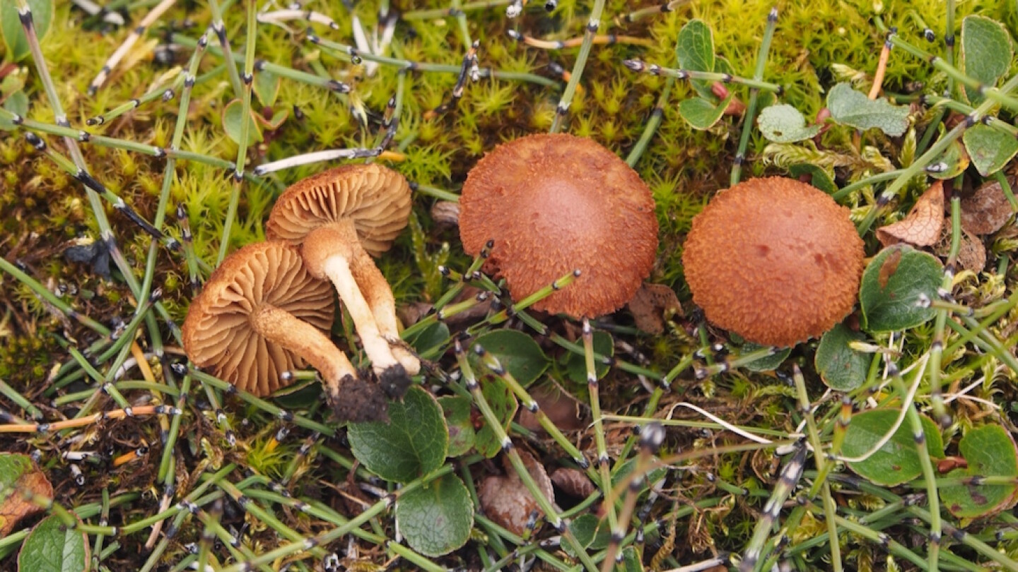 Sieniä maassa metsässä.