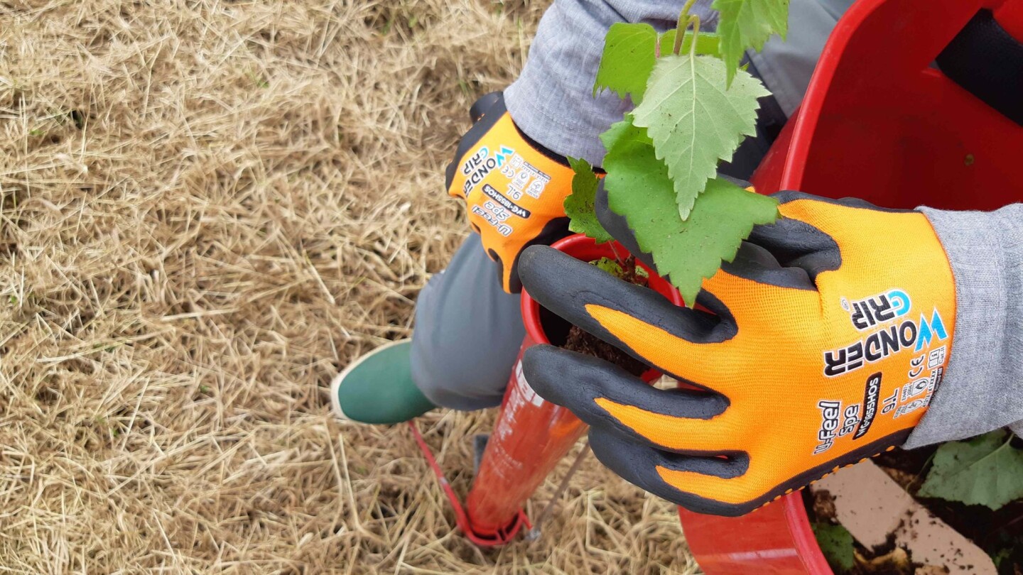 katsojan korkeudelta maata kohti kuvattu  lähikuva istutuksesta, kuvassa lähimpänä näkyy koivuntaimi putken päässä, sekä istuttajan kädet, joka pitelevät punaista istutusputkea. Kädessä oranssit työhanskat. Kumisaappaat jalassaan istuttaja polkee putkea peltoon ennen kuin putken päässä odottava taimi istutetaan maahan..  