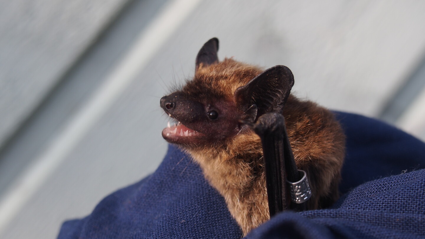 Pohjanlepakko (Eptesicus nilssonii) on yleisin lepakko Suomessa. / Northern bat, the most common bat in Finland (Eptesicus nilssonii)