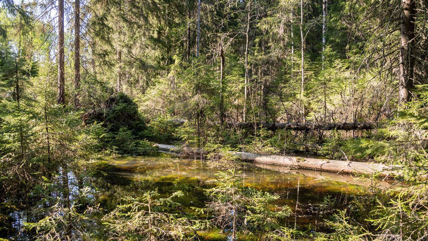 Kuva metsästä, jossa näkyy vesiallas. Lumen sulamisen ja kevätsateiden muodostamat metsäaltaat ilmestyvät vain lyhyeksi ajaksi joka vuosi 