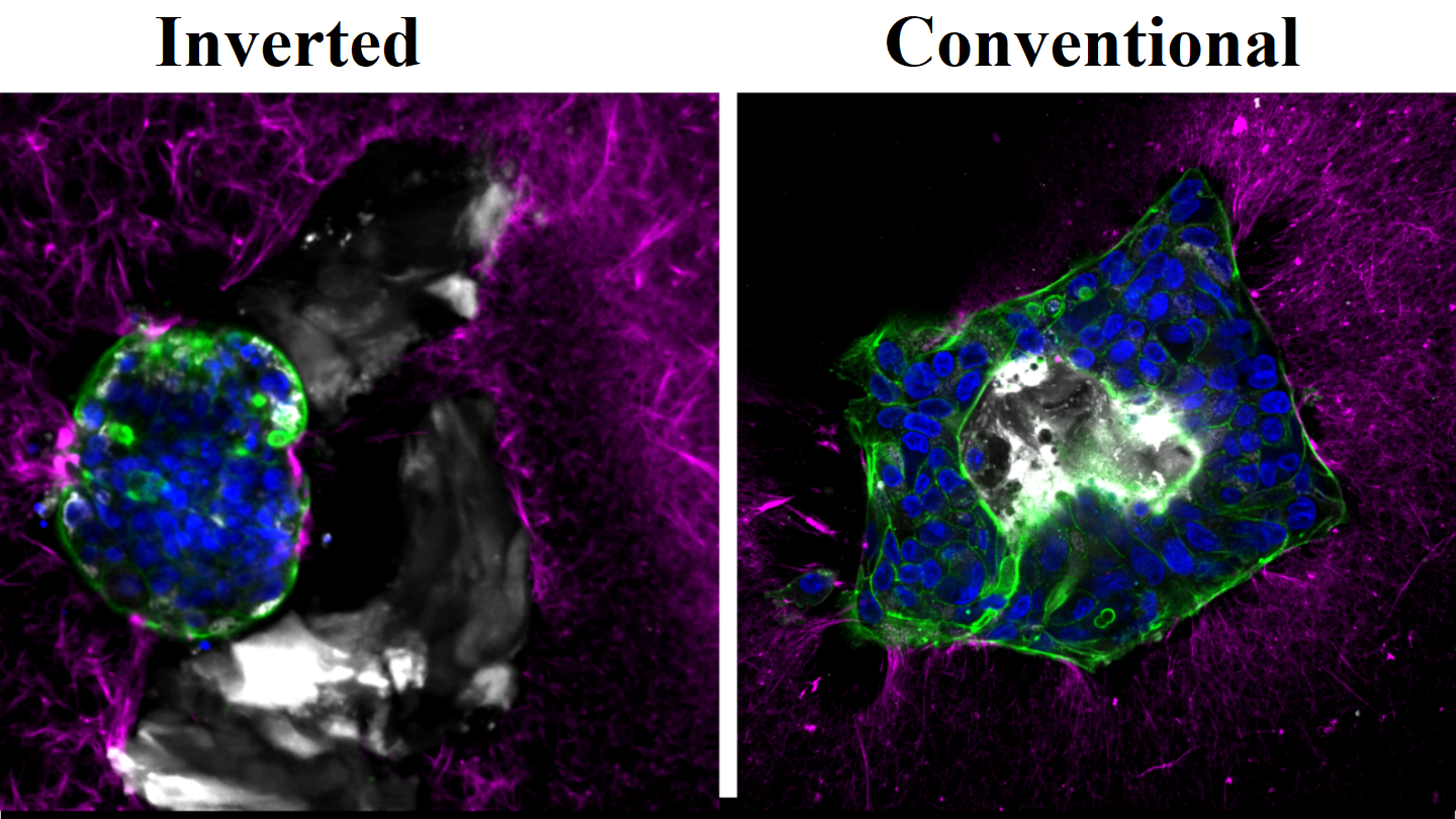Two side-by-side images showing in white the mucus on the outside and inside of the tumour sphere.