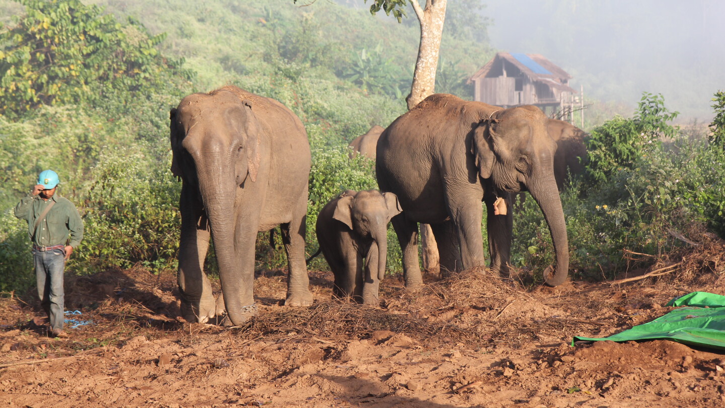  A mother elephant and her baby following her mahout to go for daily care