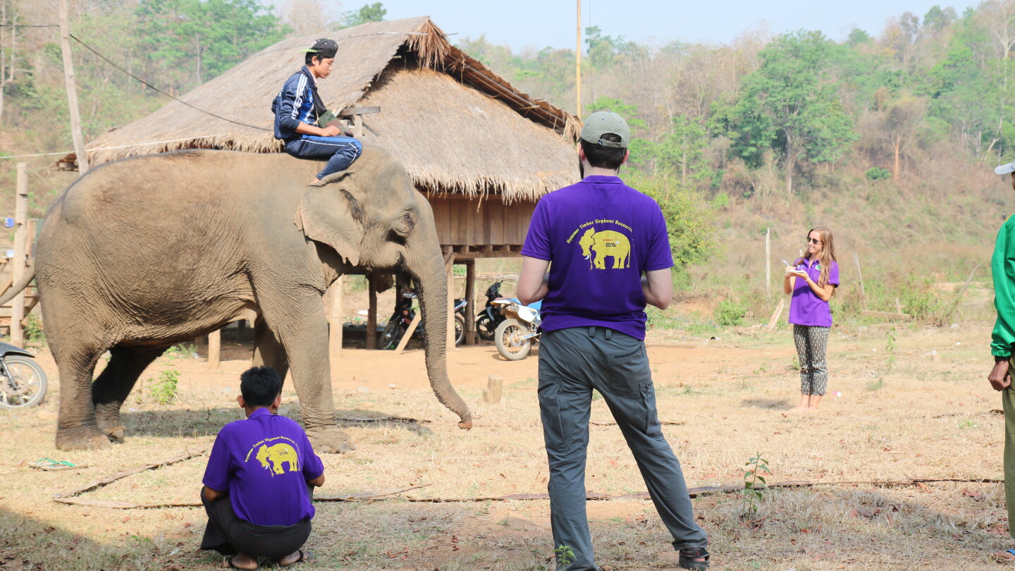 Researchers from the Myanmar Timber  Elephant Project performing behavioural tests with a mahout and its elephant.