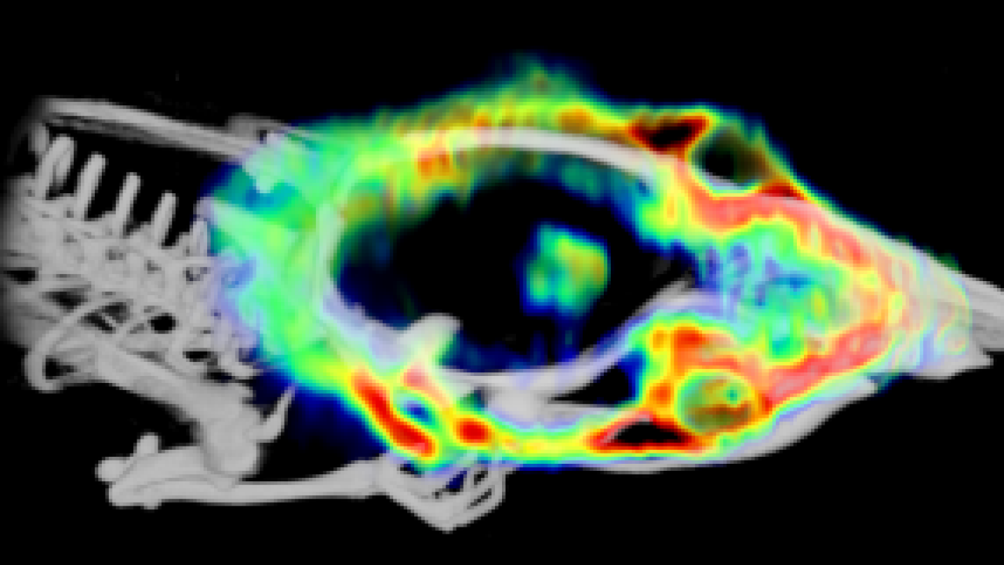 PET-kuva rotan aivoista, kuvassa aivokasvain.