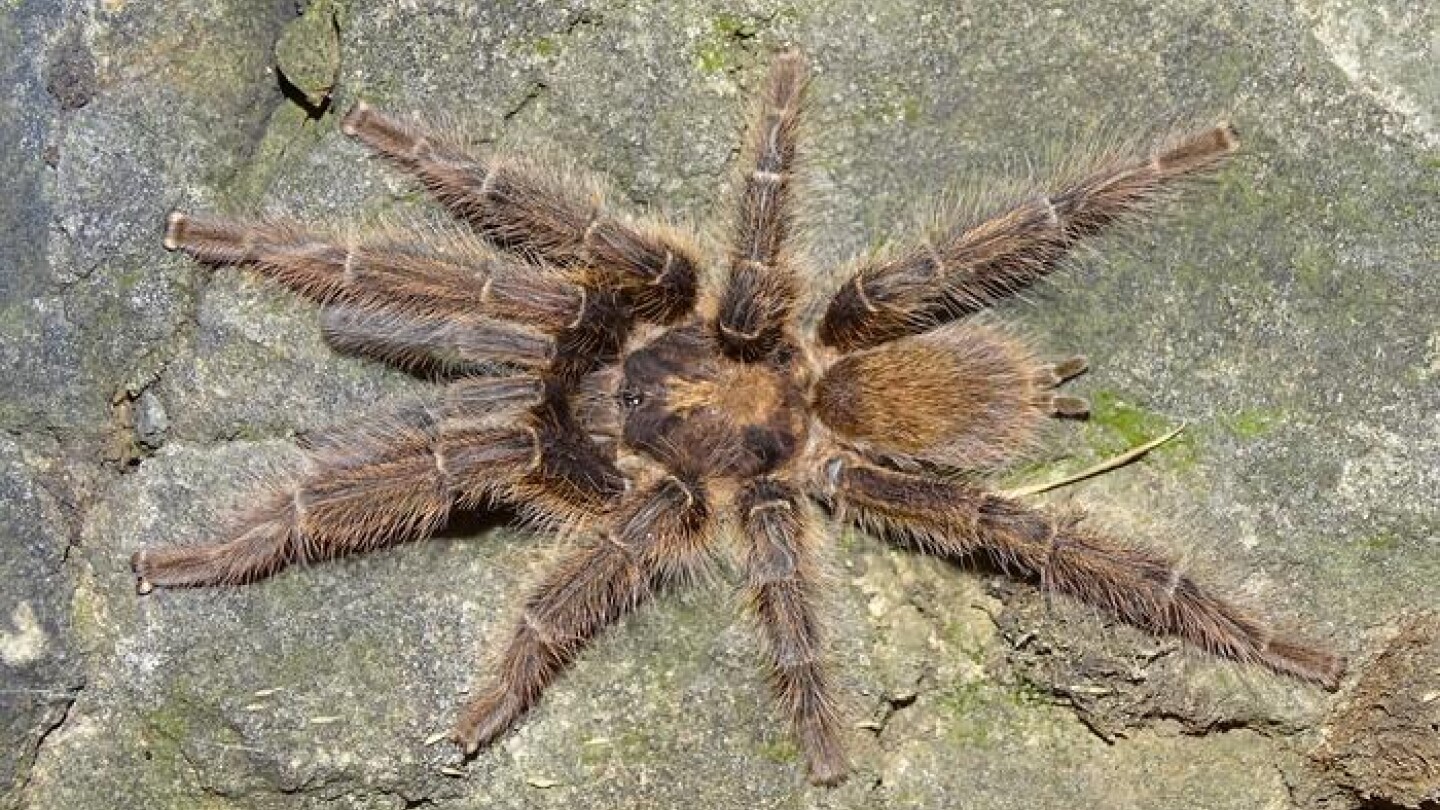 Satyrex speciosus - tarantulauros Somalimaasta