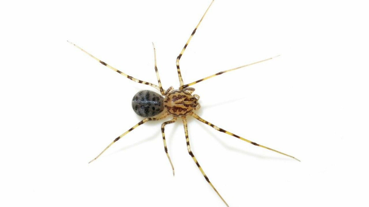 Scytodes kumonga -hämähäkki kuvattiin tieteelle Turun yliopiston biodiversiteettiyksikössä vuonna 2020. Lajista tekee mielenkiintoisen sen kyky ampua myrkyllistä seittiä saaliseläimen päälle.