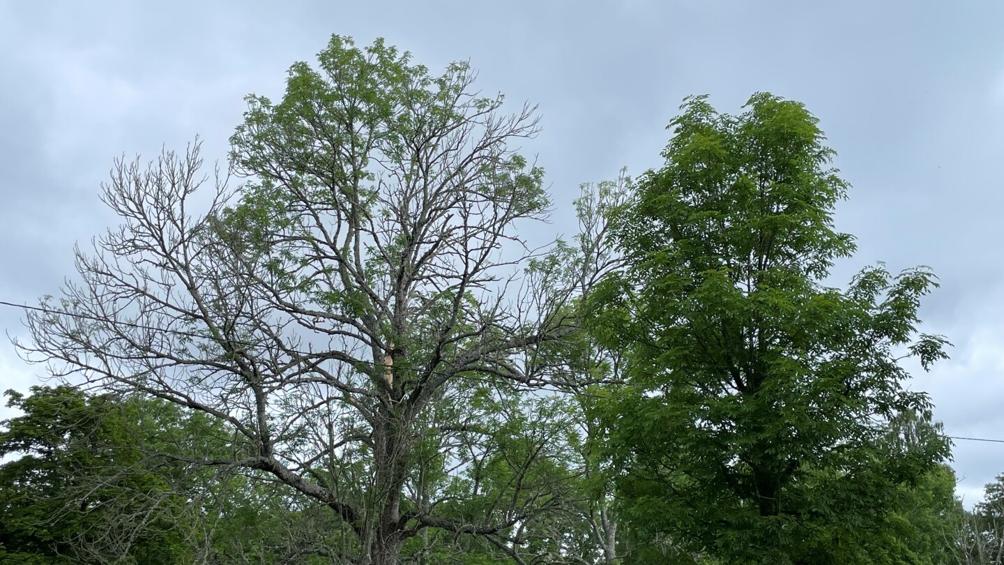 Kuvassa kaksi saarnipuuta vierekkäin Seilin saarella. Toinen on terve, vehreä ja täynnä lehtiä, toinen on sairas ja siinä on lehtiä harvakseltaan.