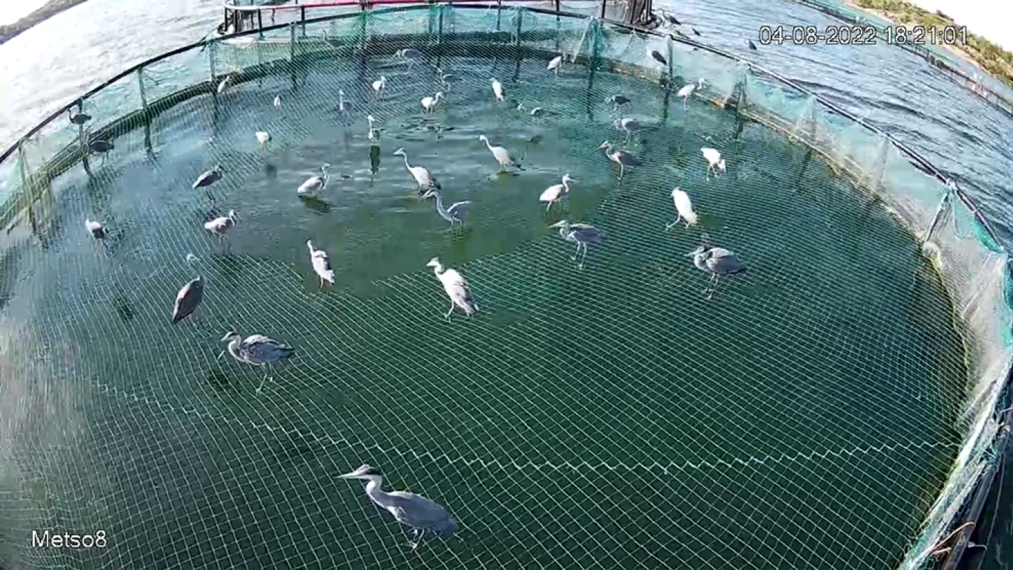 kuvassa kalanviljelyallas, jonka päällä on suojaverkko estämässä lintuja saalistamasta kaloja. Verkon päällä on muutama kymmenen eri lintua, esim harmaahaikaroita