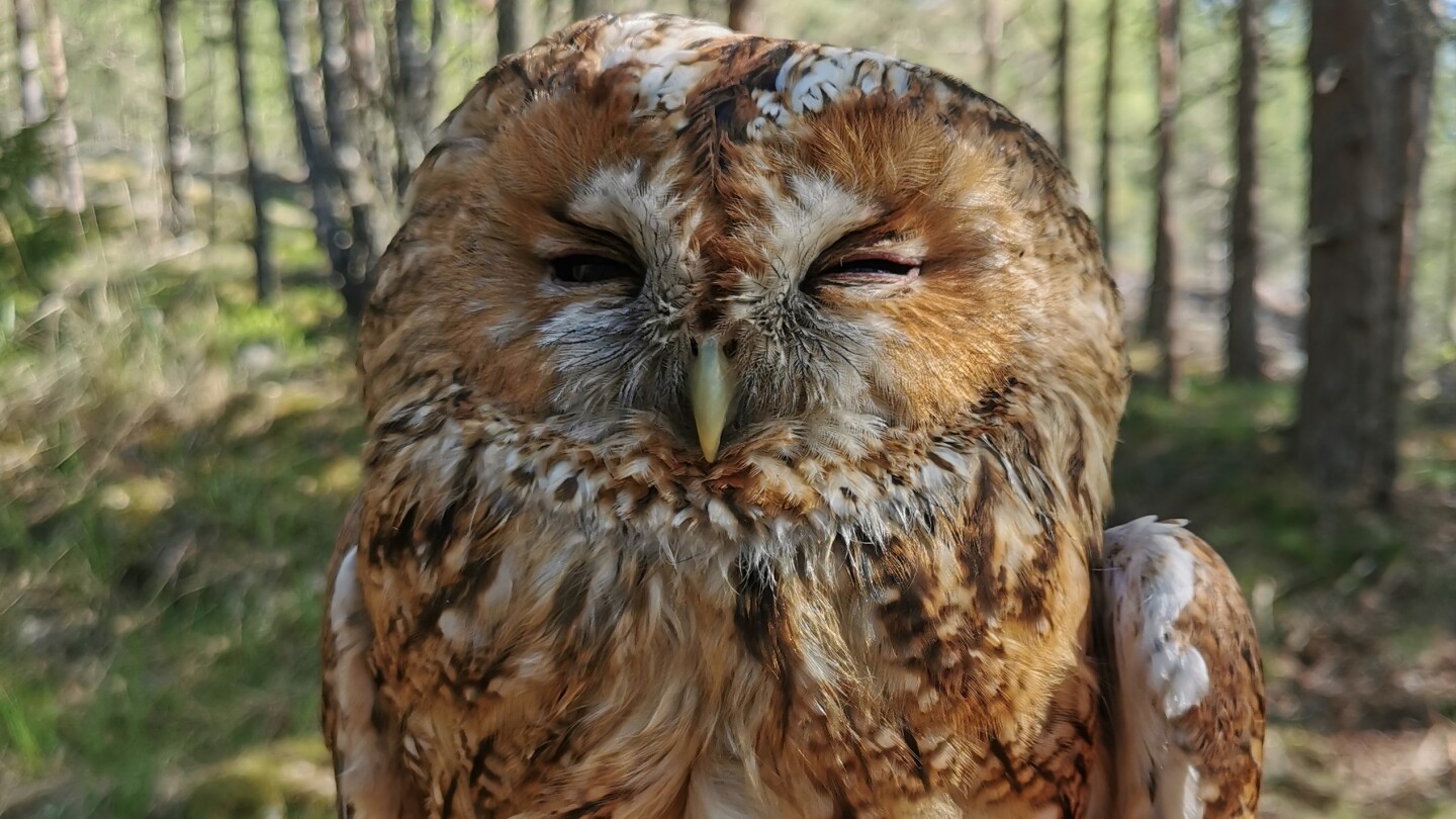 brown tawny owl  / ruskea lehtöpöllö