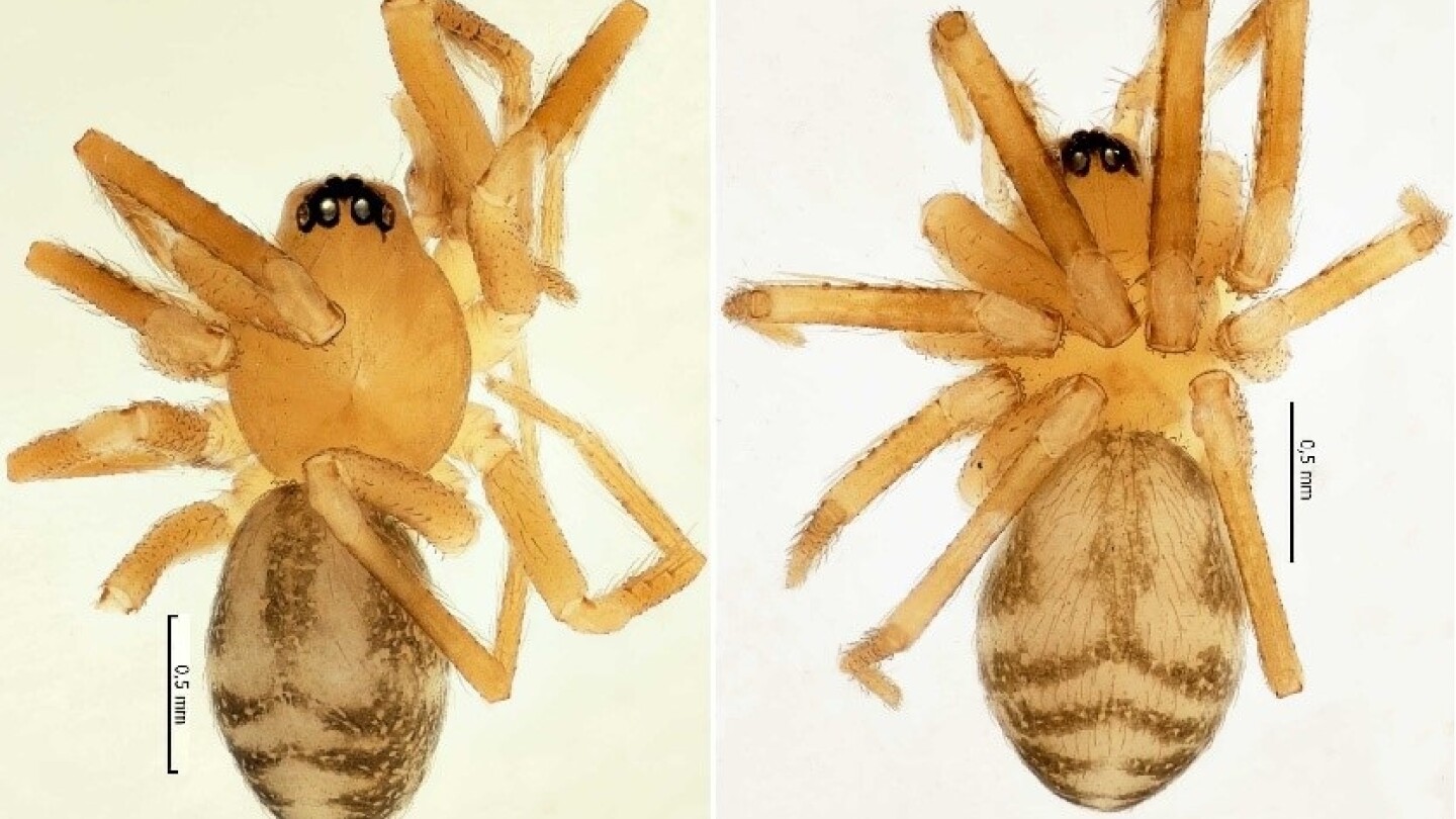 Cybaeota wesolowskae-hämähäkki 
