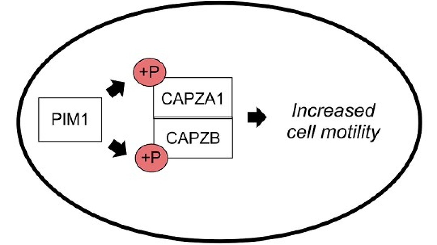 graafinen abstrakti PIM-kinaasista