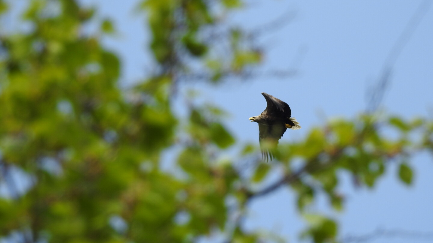 Merikotkanaaras lentää sinisellä kesäisellä taivaalla ja kuvan etualalla näkyy vehreän lehtipuun latvustoa 