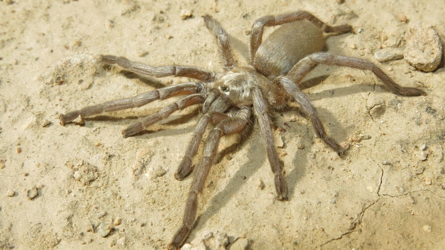 Ischnocolus vanandelae -hämähäkki