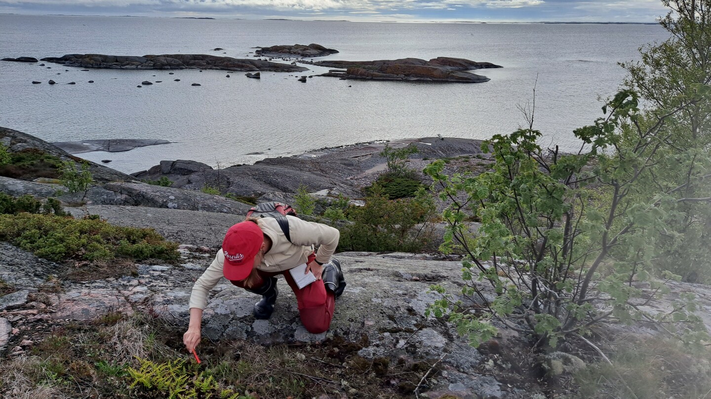 Tutkija Saaristomerellä sijaitsevalla saarella tutkimassa maastoa.