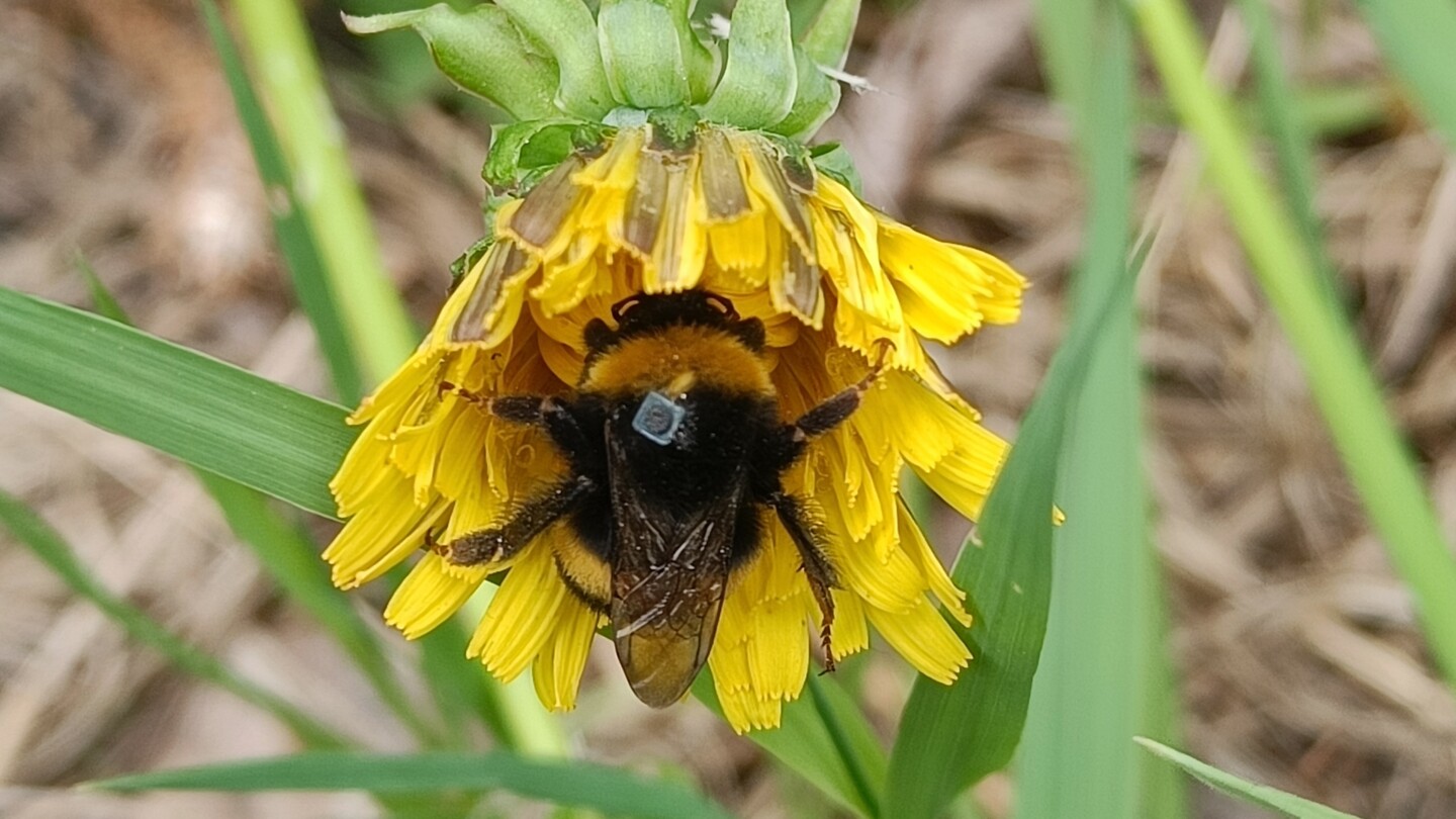 Kimalainen voikukassa, selässään pieni tunniste.