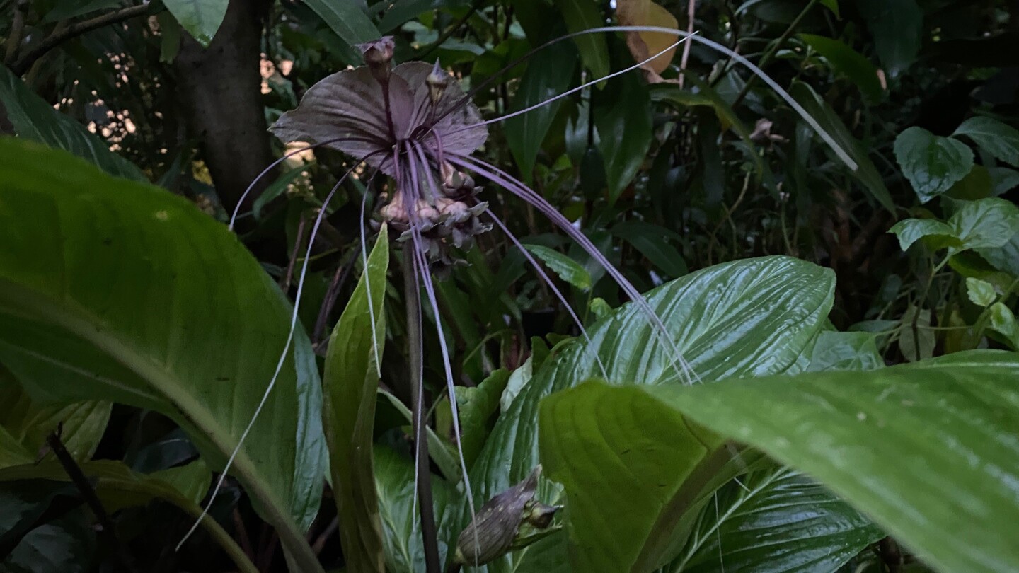 Lepakkokukka kasvitieteellisessä puutarhassa, iso tumman violetti kukka suurten vihreiden lehtien keskellä. Kukinnon keskeltä roikkuu noin kymmenen pitkää violettia "viikseä"
