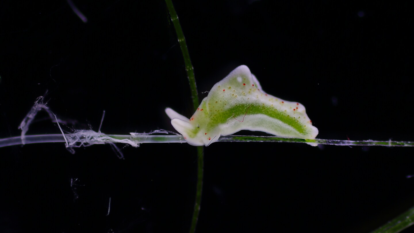 vihreä merietana mustalla taustalla