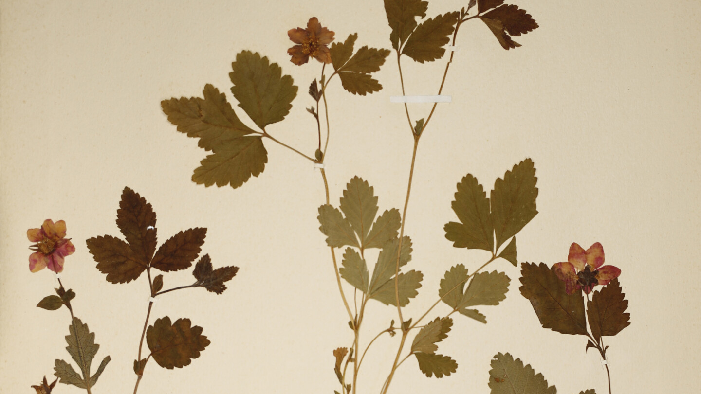 Lönnrotin mukaan mesimarja on "makunsa ja hajunsa suhteen etevimpiä kaikista Europan metsäkasvoisista marjoista". Nämä mesimarjat Lönnrot prässäsi vuonna 1856 kotimaisemissaan Sammatissa. 