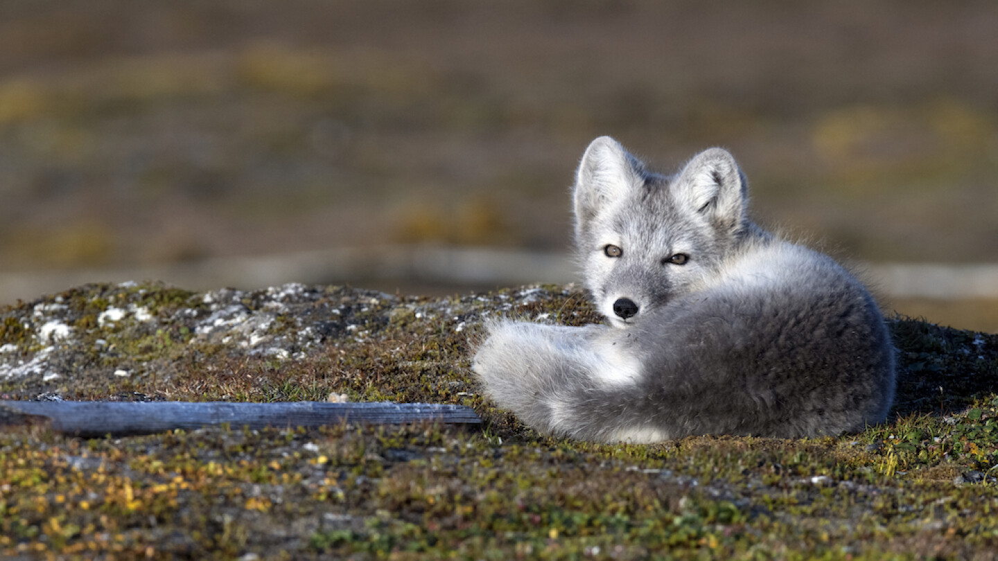 Naali Huippuvuorilla