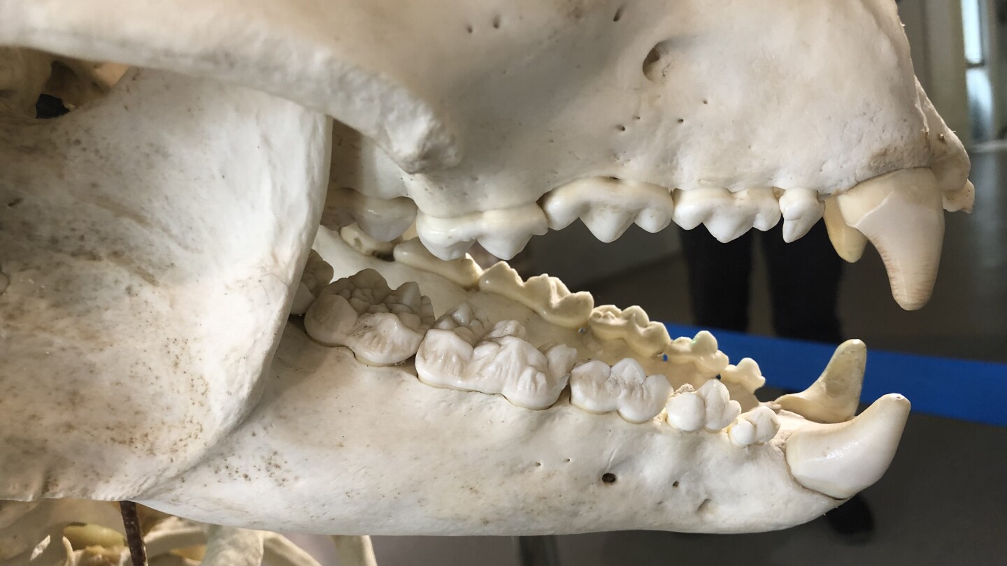 Pandan pääkallo, kuvattuna leuka ja hampaat