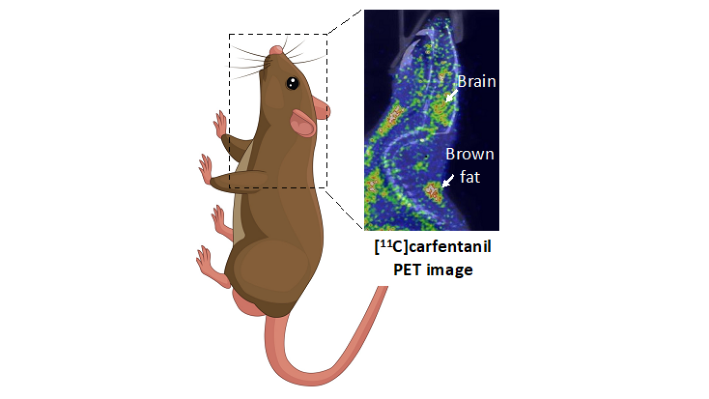 Kuvassa rotan aivojen ja ruskean rasvan aktiiviset opioidireseptorit näkyvät punaisina pilkkuina.