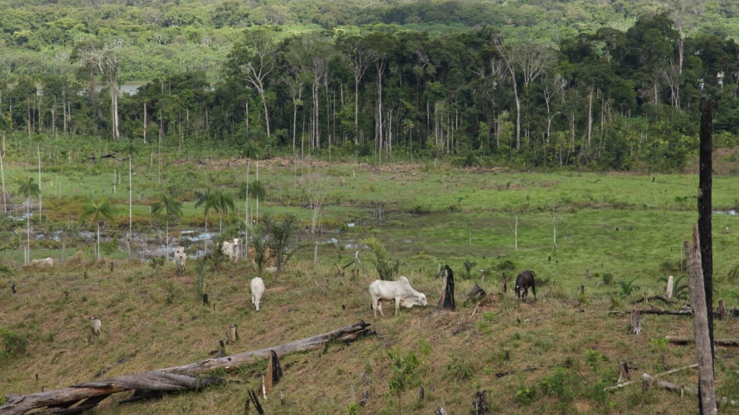 Lehmien laidun, taustalla sademetsää