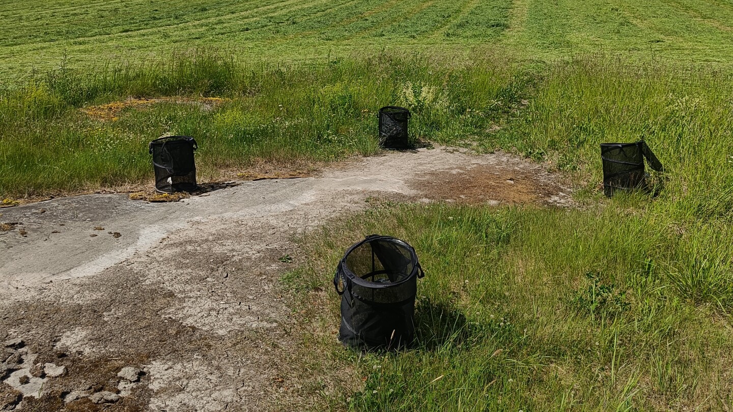 Neljä mustaa kantohäkkiä pellolla kesällä.