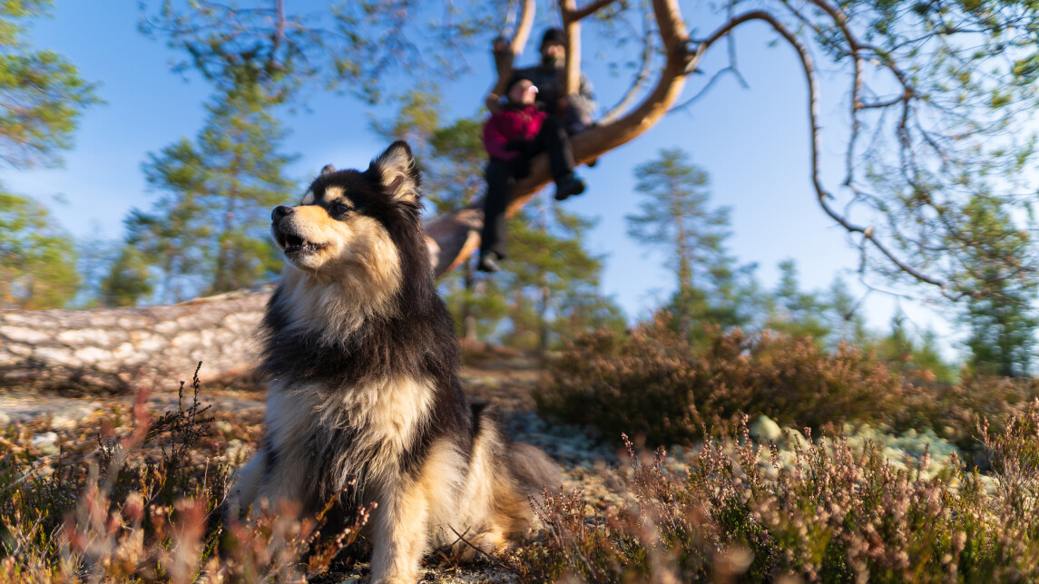 Koira ja puussa istuvat ihmiset aurinkoisessa metsässä. 