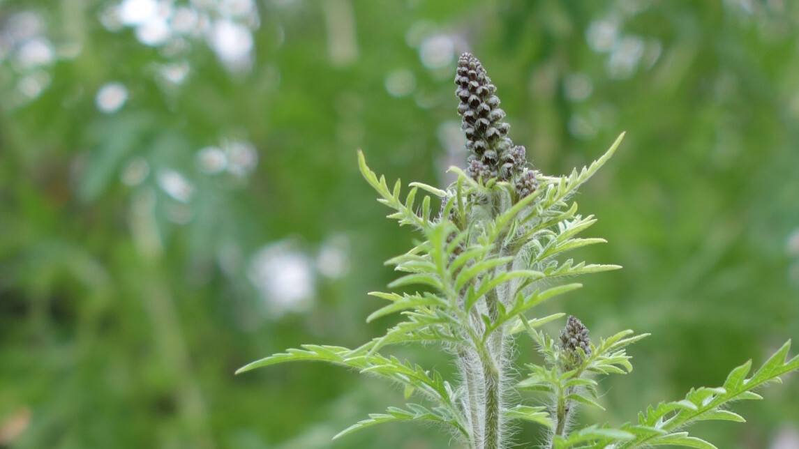 Lähikuva tuoksukki-kasvin varresta ja kukasta
