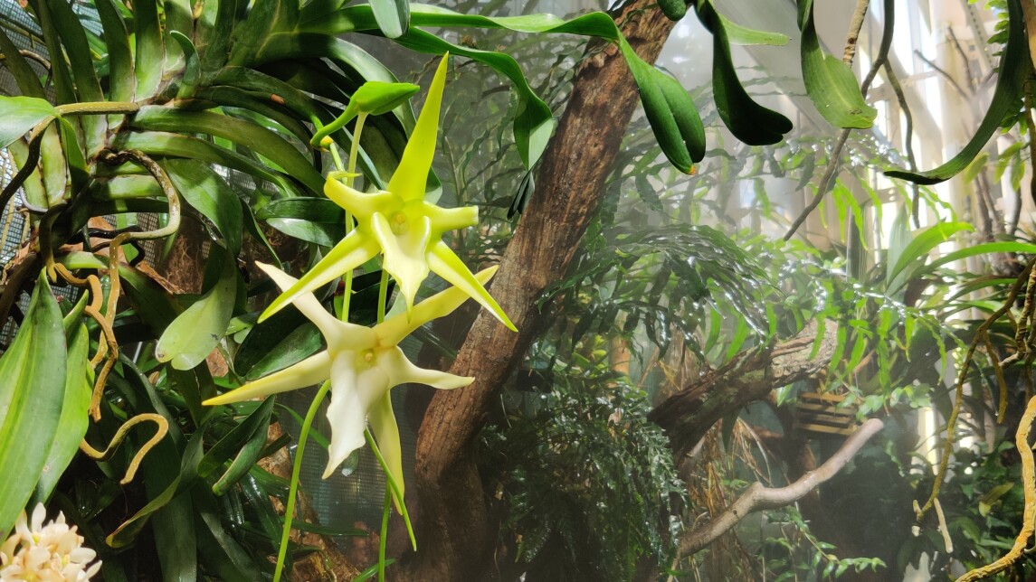 Orkideoja kasvitieteellisessä puutarhassa Ruissalossa