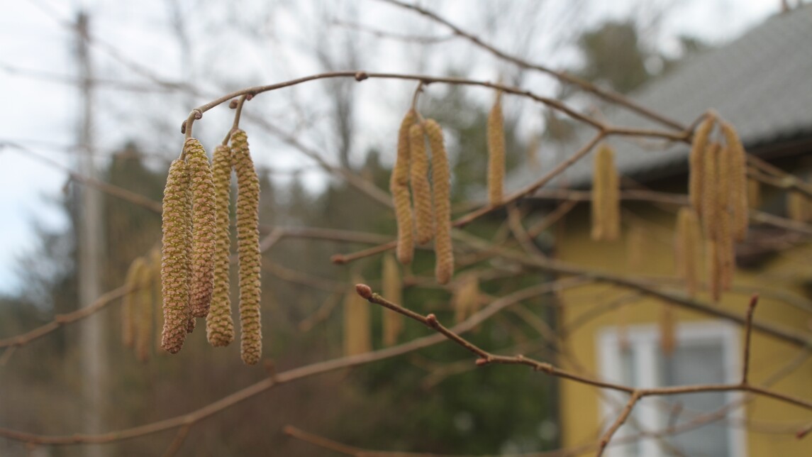 Pähkinäpensaan norkkoja.