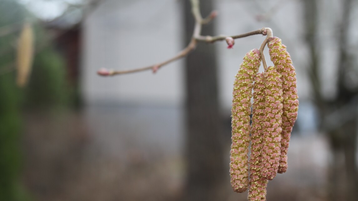 Pähkinäpensaan norkko