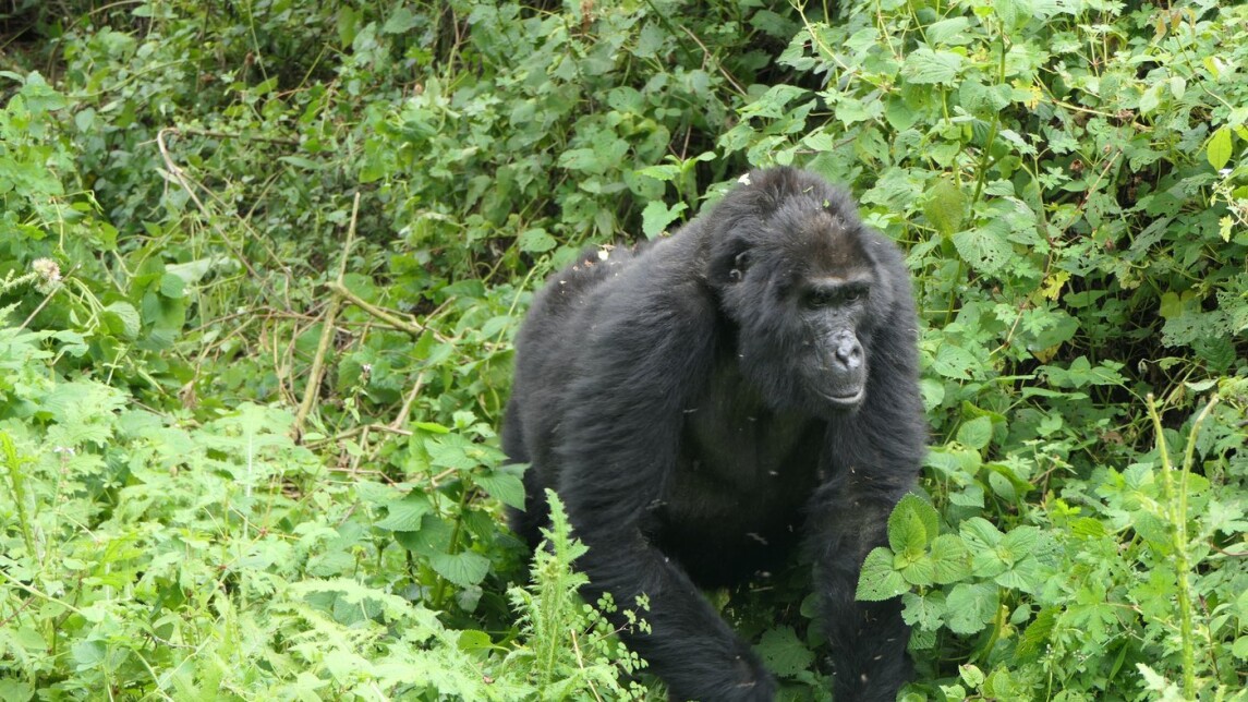 female mountain gorilla walking in the forest in Bwindi Impenetrable National Park, Uganda