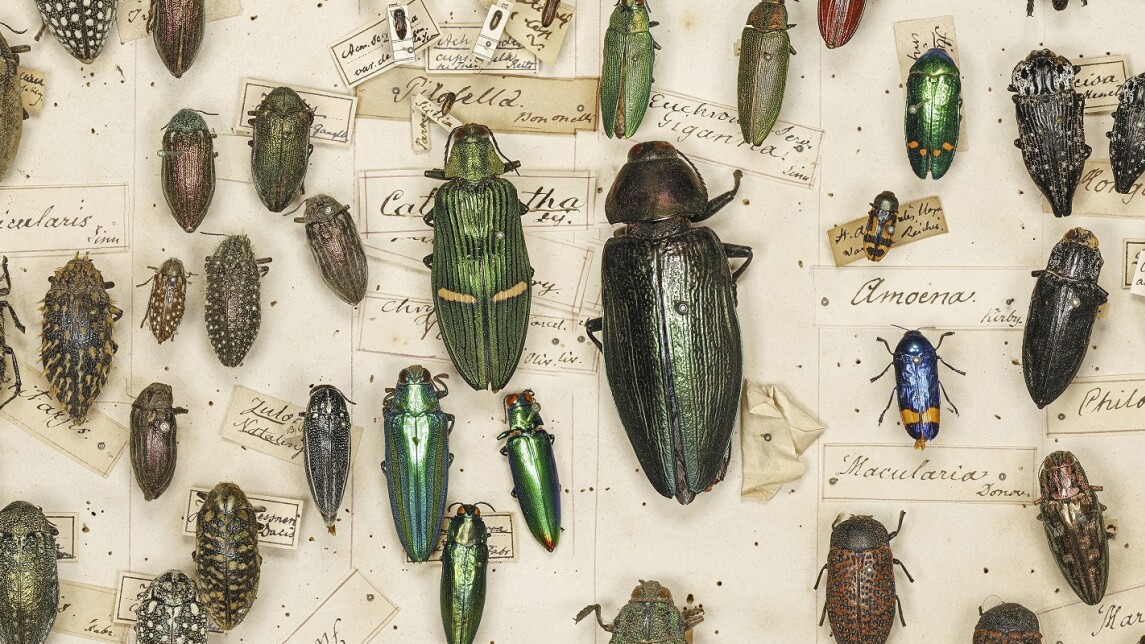 neulattuja kuoriaisia