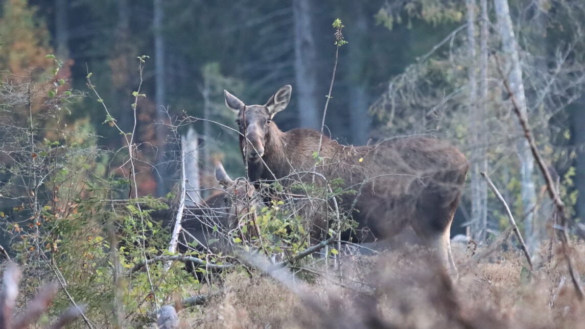 Naarashirvi ja hirven vasa kuvattuna syksyisessä metsässä, molemmat seisovat sivuttain kameraa kohden ja katsovat kohti kameraa