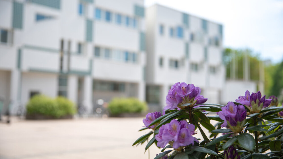 Kukkivia alppiruusuja, taustalla Arcanum