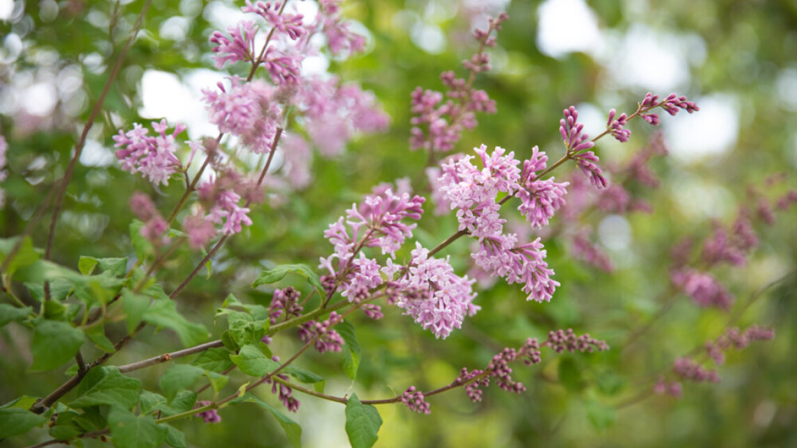 Kukassa olevia syreenejä yliopistonmäellä