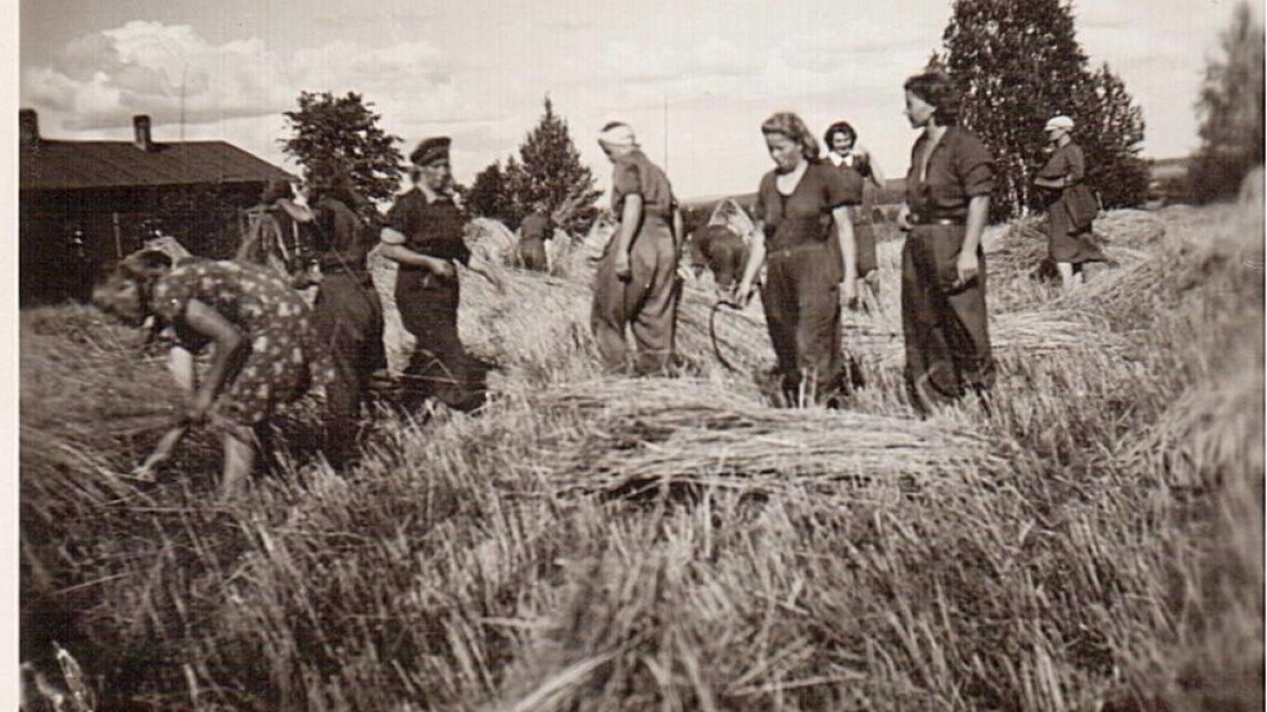 Naisia peltotöissä.