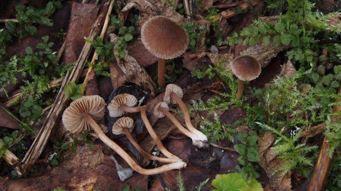 Sieniä maassa metsässä.