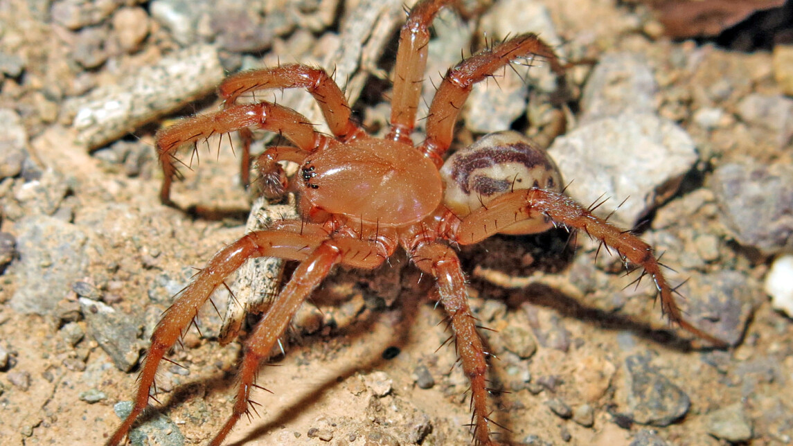 Lachesana perseus -hämähäkki löytyi Iranista. Sukuun kuuluvien hämähäkkien myrkyissä on aineosia, joita on tutkittu mahdollisina syöpälääkkeinä. 