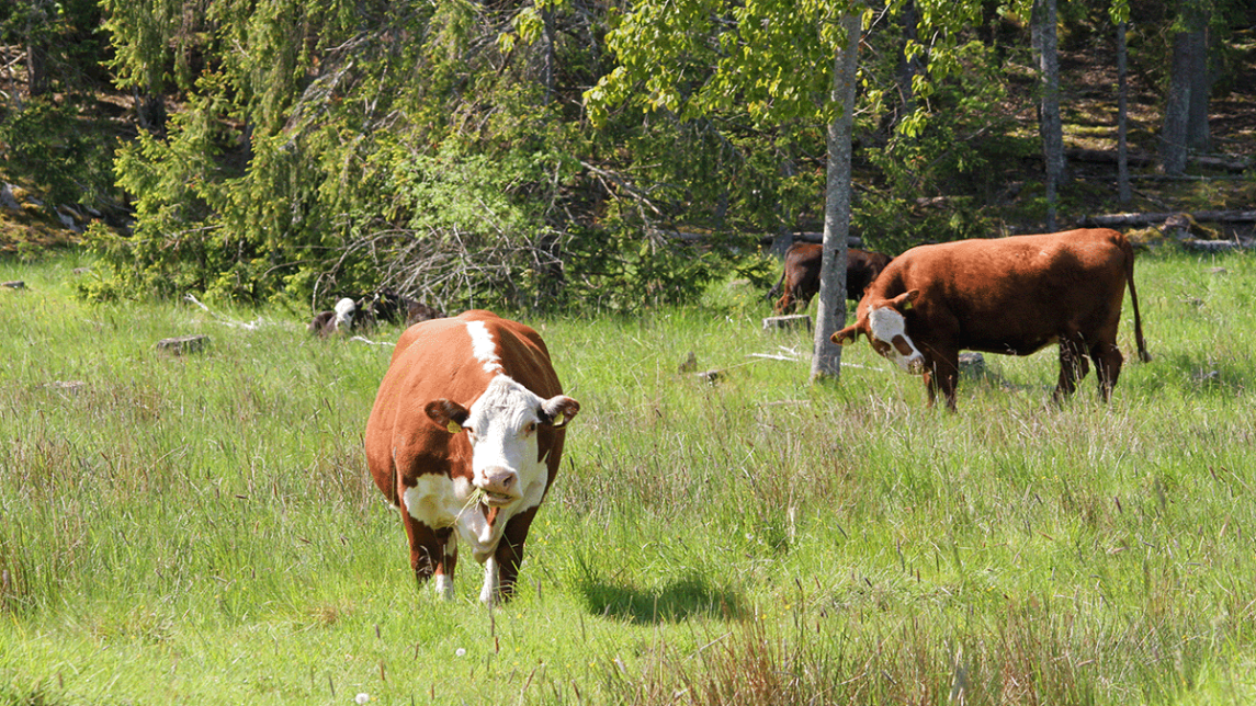 Aurinkoinen keskikesän maisema vehreältä niityltä, jolla laiduntaa lehmiä