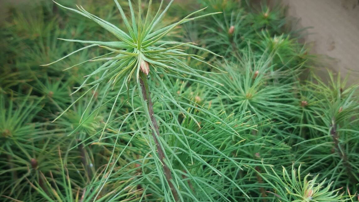 uudelle metsäalueelle istutettavia puuntaimia pahvilaatikossa
