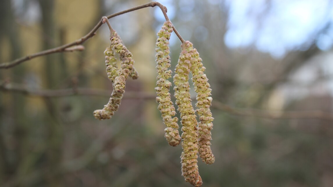 Pähkinäpensaan norkot